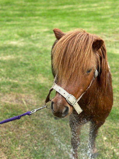 Team Shetland - or not?