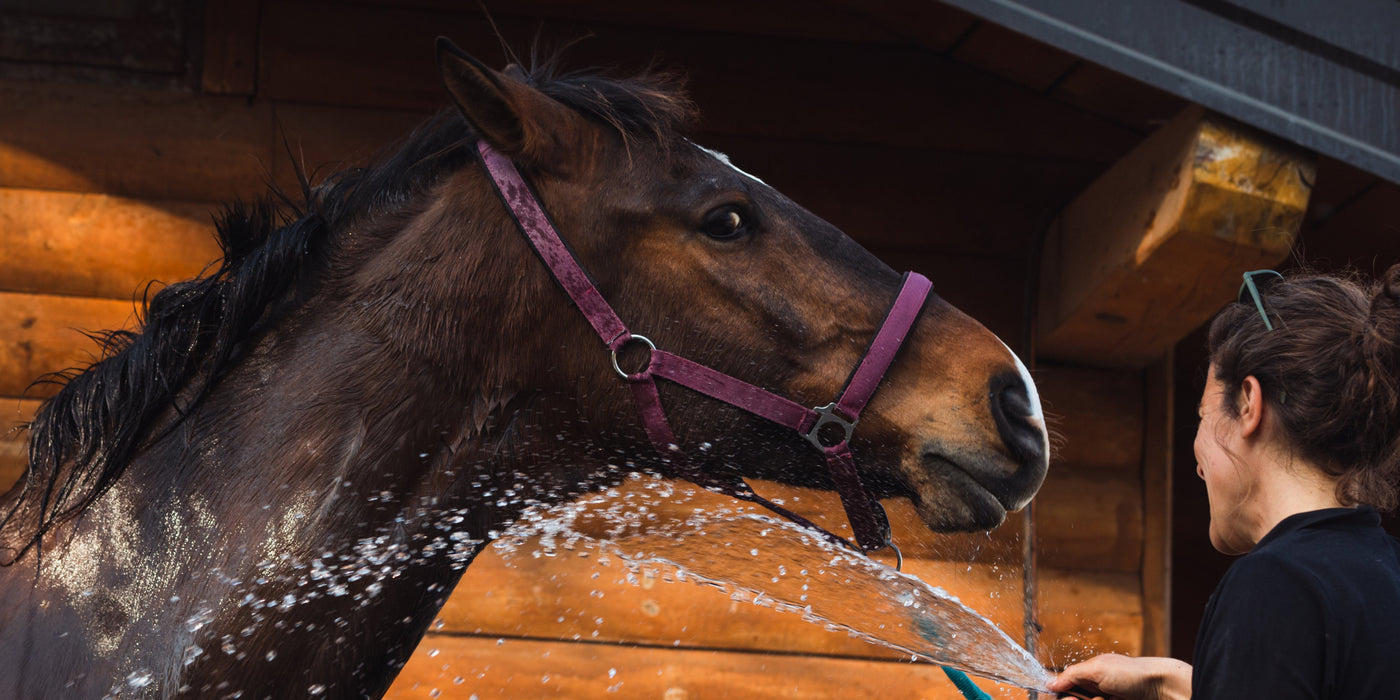 WASHING AND COAT CARE