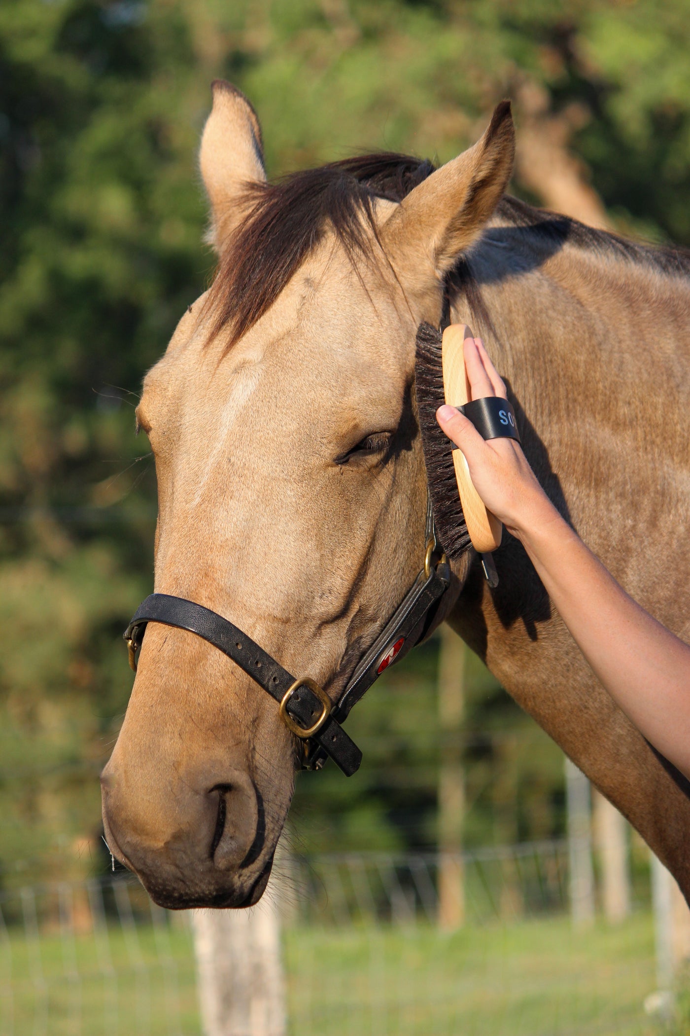 Luxury Equine Grooming Kit | by GeeGee COLLECTIVE